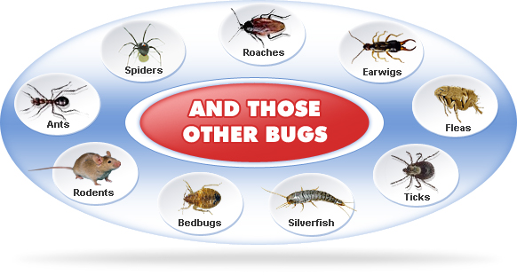 Pest Control Services